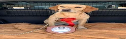 Labrador Retriever dogs for sale: Fox Red Puppies fully health tested FTCH lines in Swanage - Advert 8