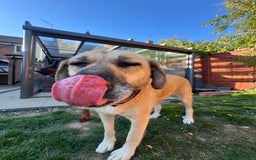 Mixed Breed dogs for adoption: 💖 Gentle Joky is waiting for her forever home! - Image 2