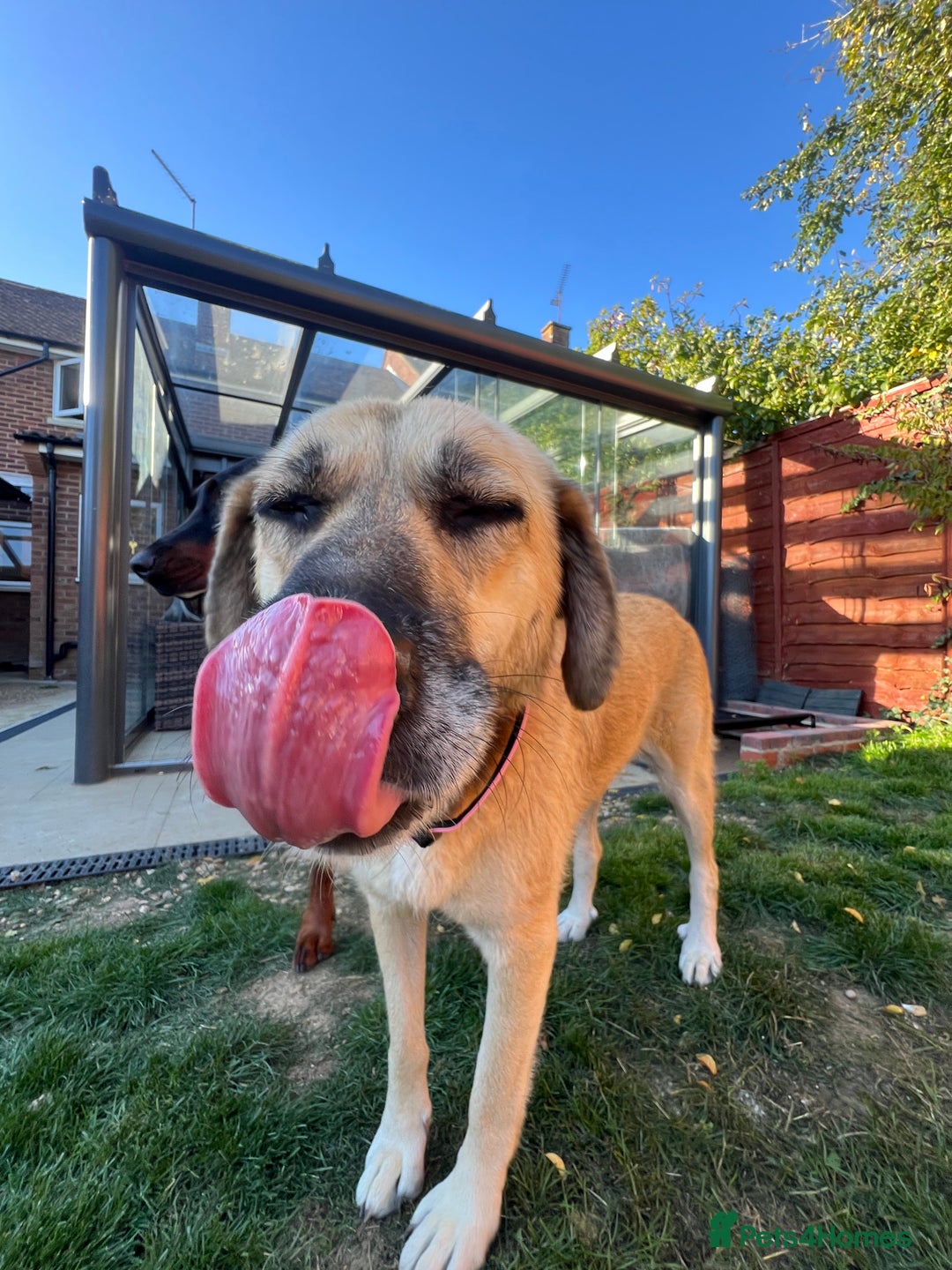 Mixed Breed dogs for adoption: 💖 Gentle Joky is waiting for her forever home! - Image 2