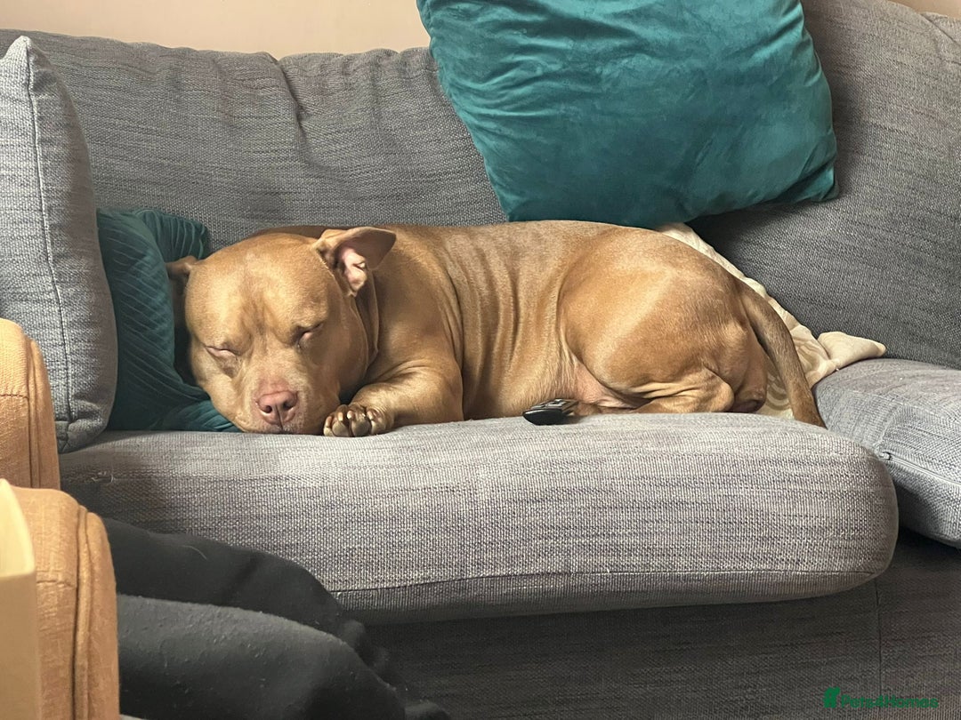 American Bully dogs for sale: princess for rehoming - Image 4