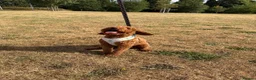 Miniature Poodle dogs for stud: Reggie Miniature KC registered Poodle   - Advert 7