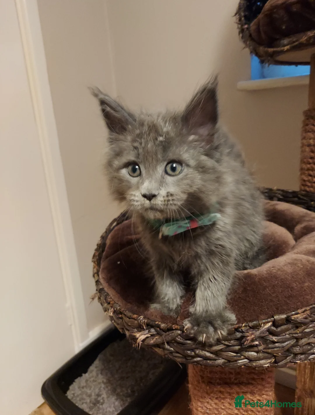 Maine Coon cats for sale: RARE COLOURS!!! MAINE COON KITTENS/DNA/GCCF  - Advert 9