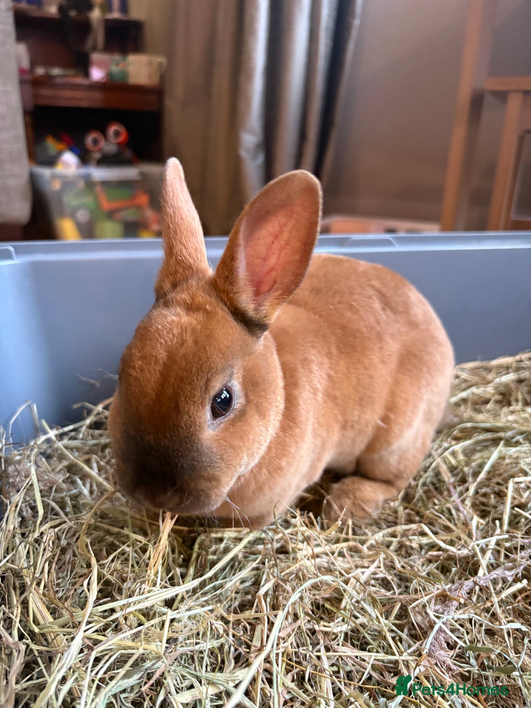 Rex rabbits for sale: Mini Rex Bunnies  - Advert 12