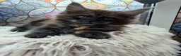 Maine Coon cats for sale: Beautiful high smoked blue & black smoked kittens  - Advert 19