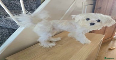 Maltese dogs - Advert 15