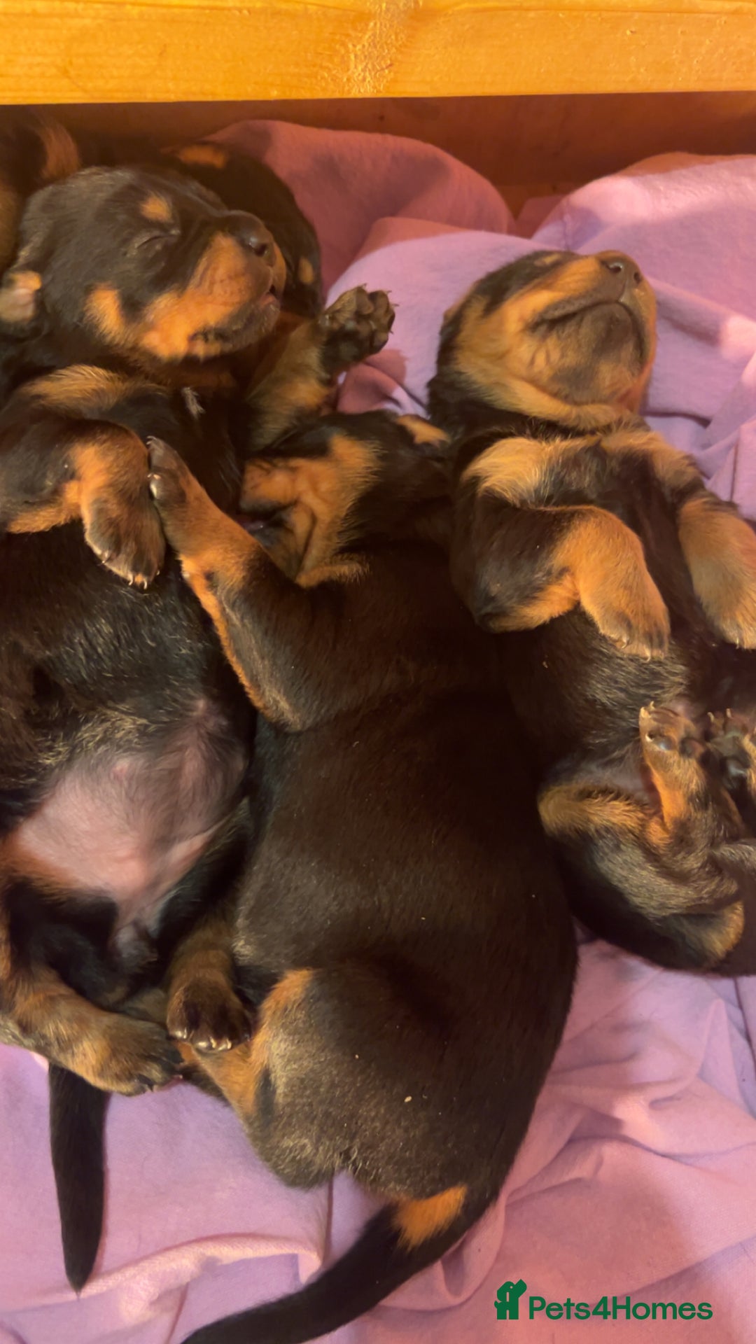 Rottweiler dogs for sale: Ready in 2 weeks bunch of 12 rotwellier puppies  - Advert 19