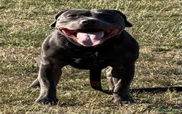 Staffordshire Bull Terrier dogs for stud: 💙Blue Staffordshire Bull Terrier Stud💙 - Image 12