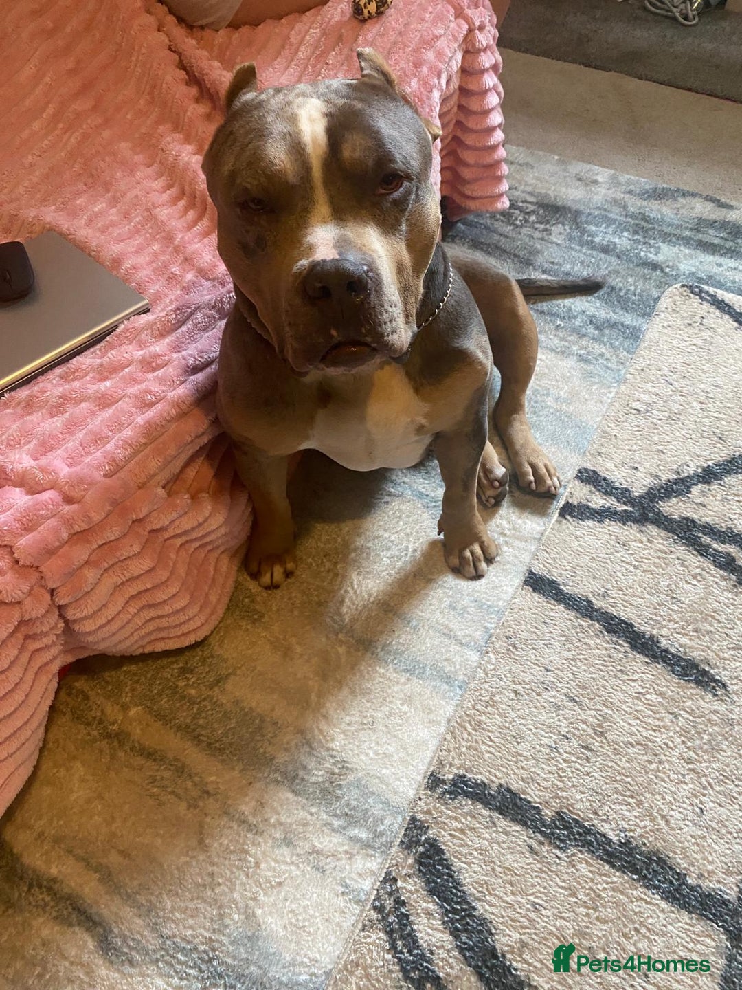 American Bully dogs for sale: American bully  - Image 3
