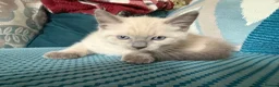 Ragdoll cats for sale: Beautiful Fluffy Seal-Point Ragdoll - Advert 3