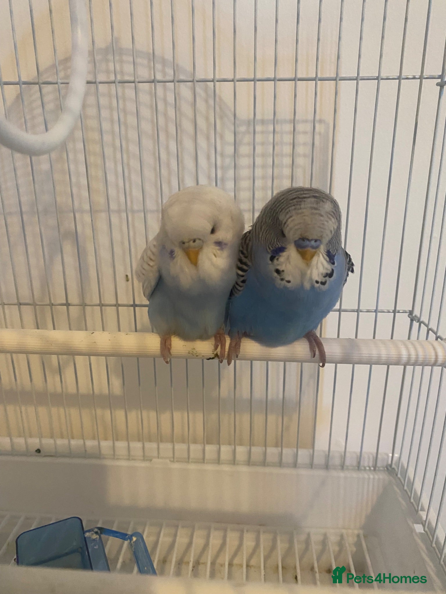 Budgerigars birds budgies male and female 2 month old and bird cage - Advert 1