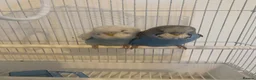 Budgerigars birds for sale: budgies male and female 2 month old and bird cage - Advert 1