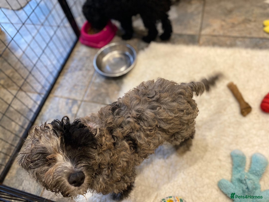 Cockapoo dogs for sale: Gorgeous F2 Cockapoos - Image 10