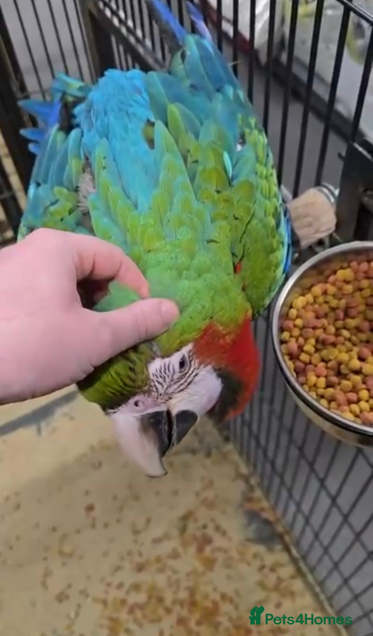 Macaws birds Greenwing Macaw 7months female - Advert 1