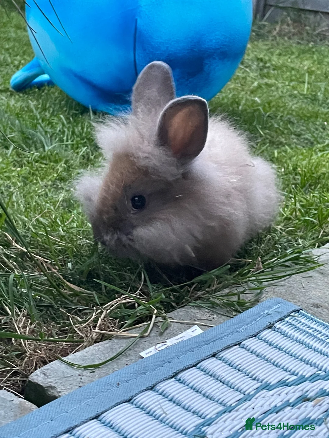 Lionhead rabbits for sale: Lion lop female  in Welwyn Garden City - Advert 2
