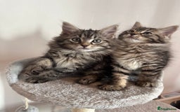 Ragdoll cats for sale: Beautiful Ragdoll Mix Kittens - Image 1