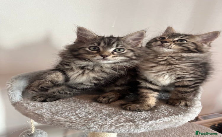 Ragdoll cats - Advert 11