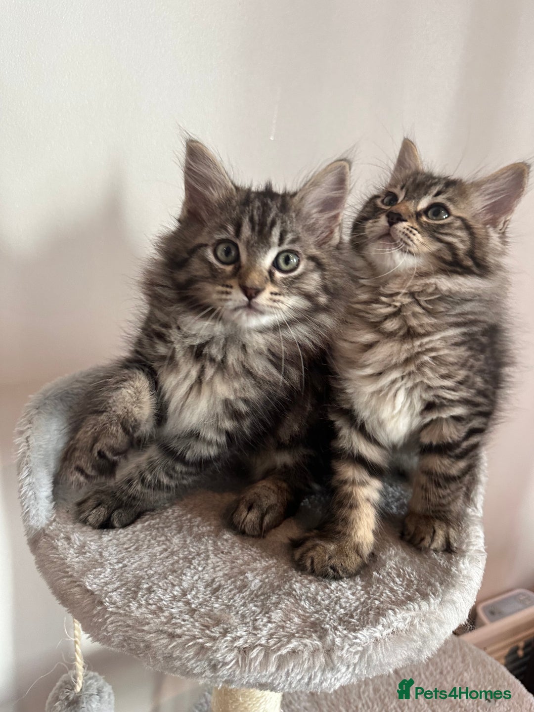 Ragdoll cats for sale: Beautiful Ragdoll Mix Kittens - Image 1