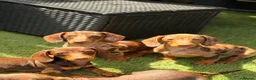Miniature Dachshund dogs for sale: Beautiful litter of 5 Dachshund puppies  - Advert 12