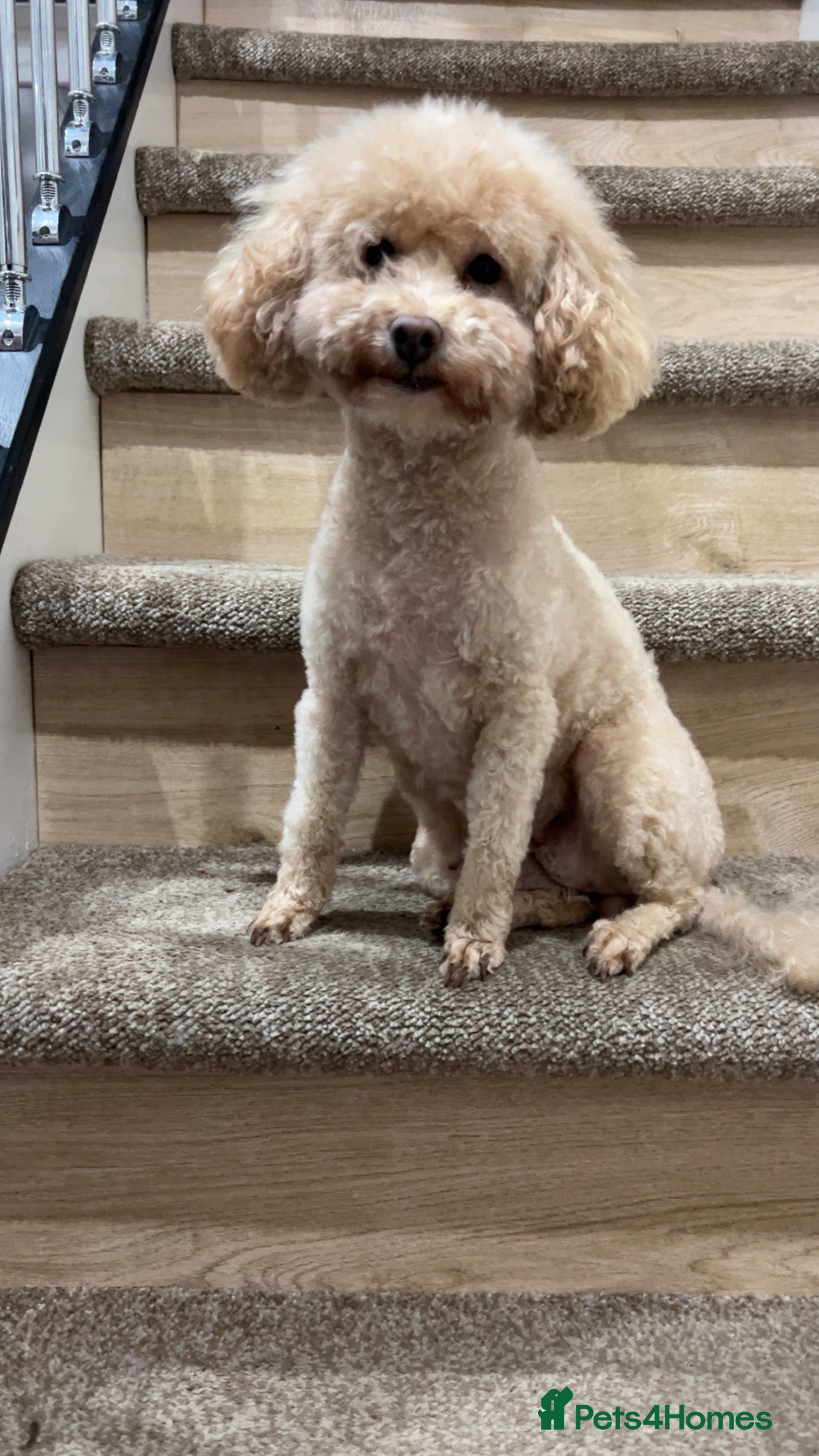 Toy Poodle dogs Adult female toy poodle.  - Advert 15