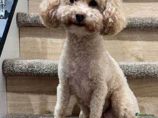 Toy Poodle dogs Adult female toy poodle. - Advert 5