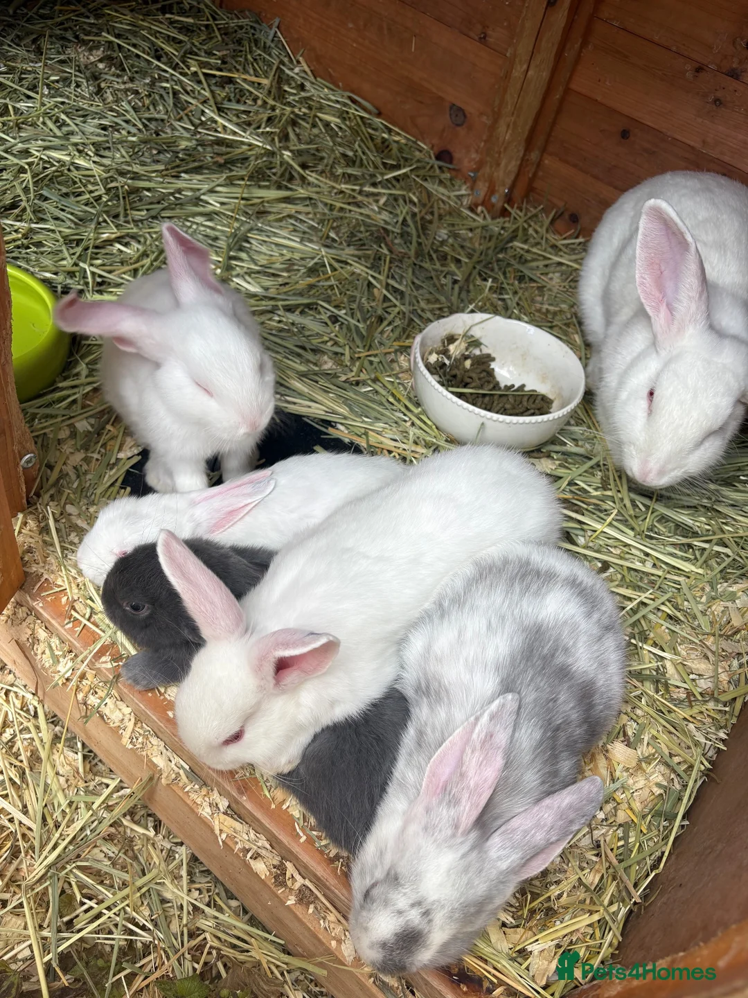 Mixed Breed rabbits for sale: 4 beautiful rabbits for sale  - Advert 2