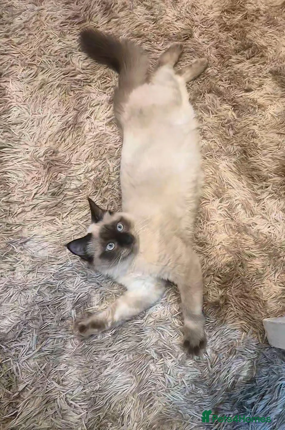 Ragdoll cats for sale: 1 gorgeous fluffy male ragdoll kittens - Advert 2