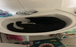Domestic Shorthair cats for sale: Black kitten for sale  - Image 4