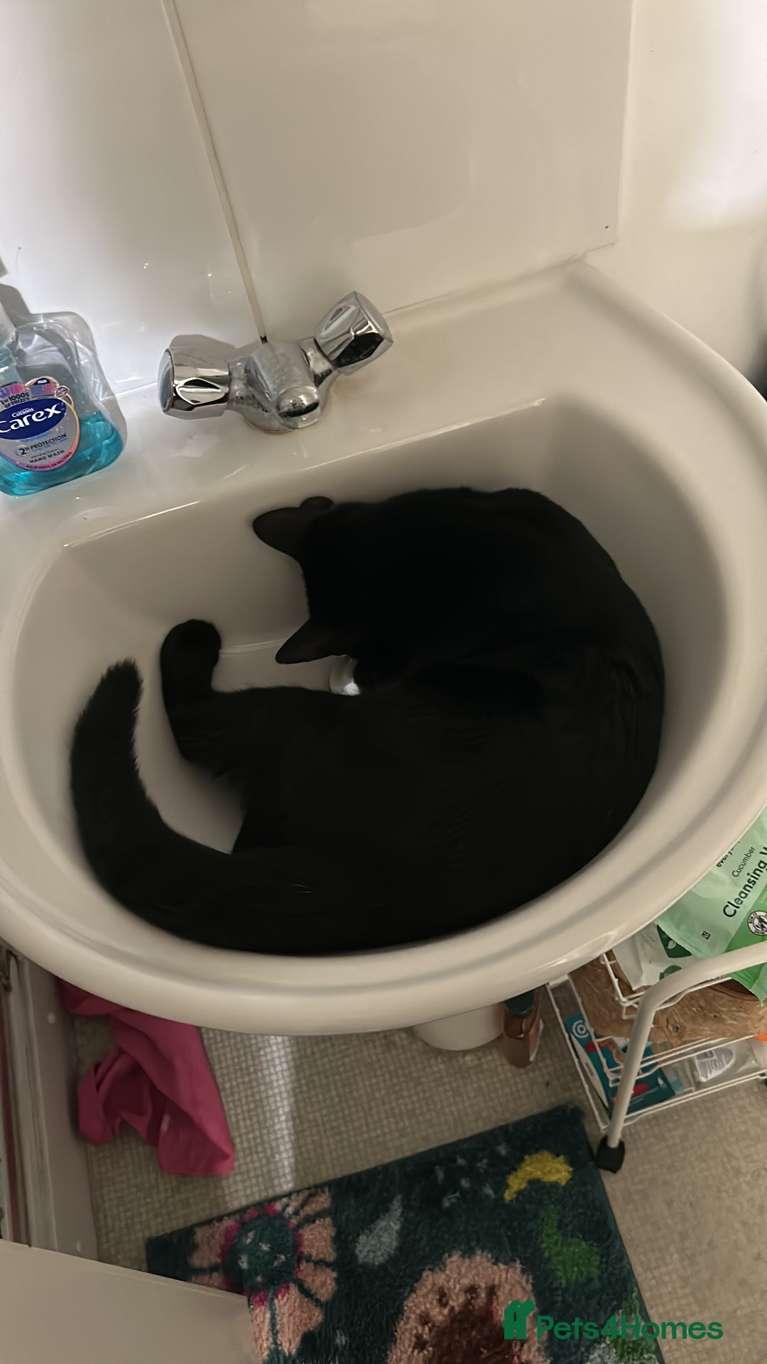 Domestic Shorthair cats for sale: Black kitten for sale  - Image 4