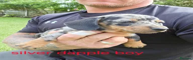 Silver dapple boy 