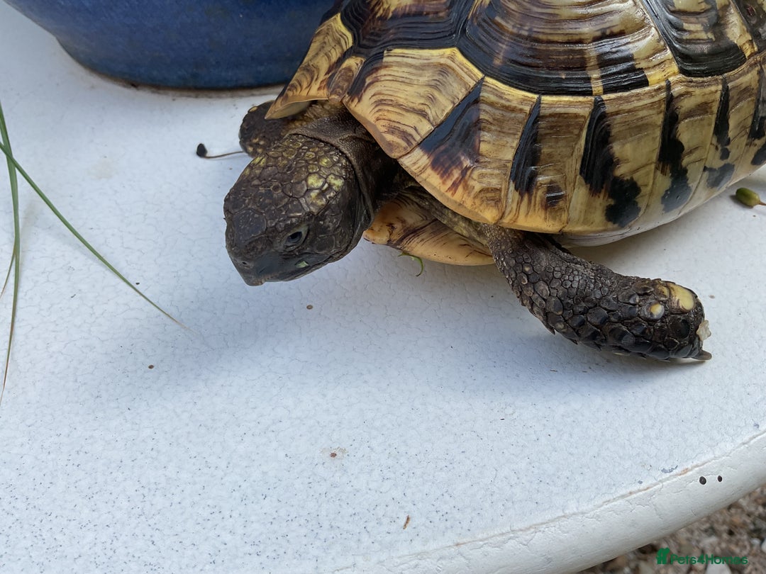 Hermann Tortoise reptiles for sale: Testudo hermanni - Image 6