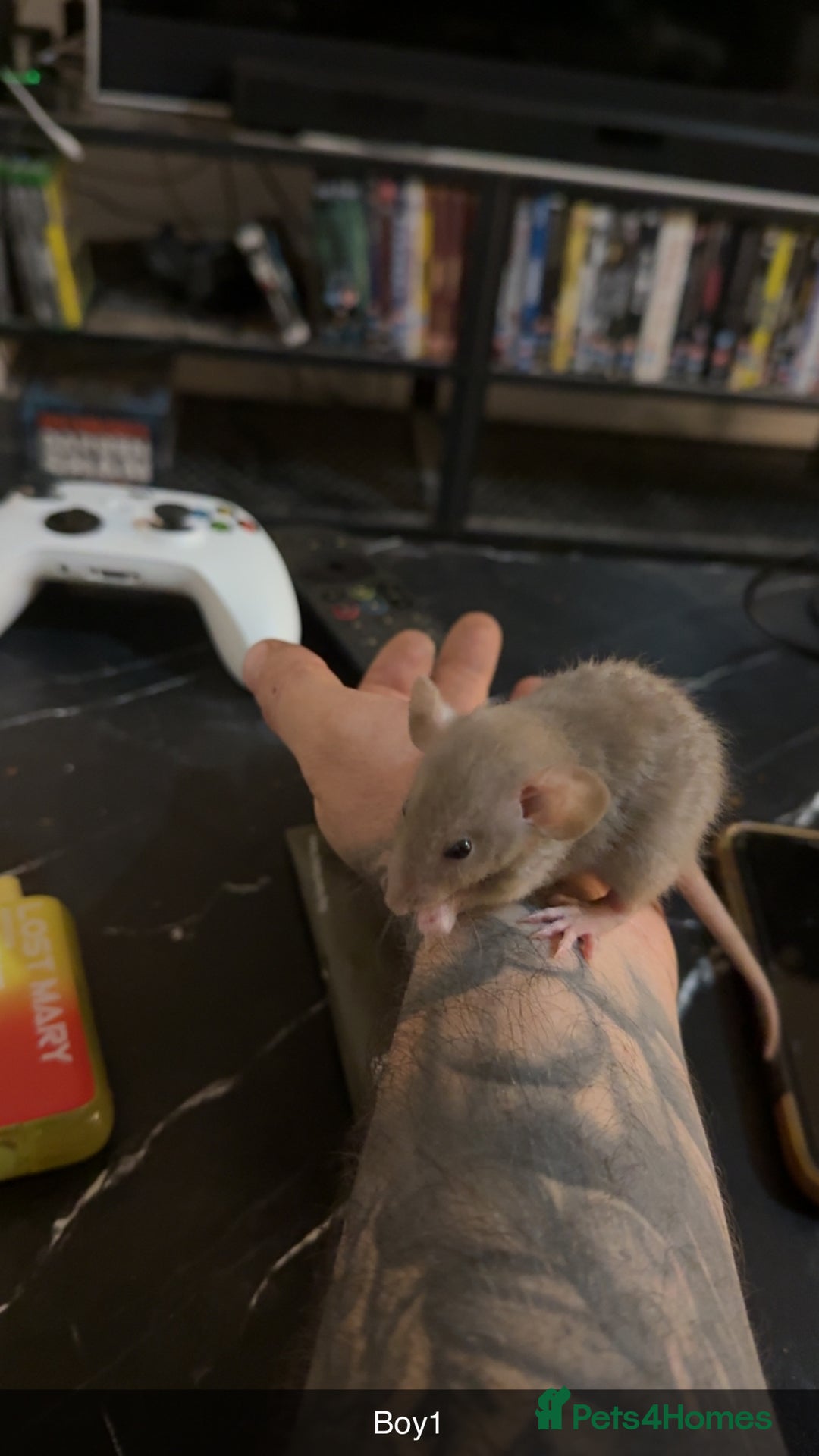 Rat rodents for sale: Rats for sale  - Advert 8