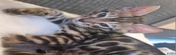 Bengal cats for sale: TICA Genetic Health Tested Kittens - Advert 40
