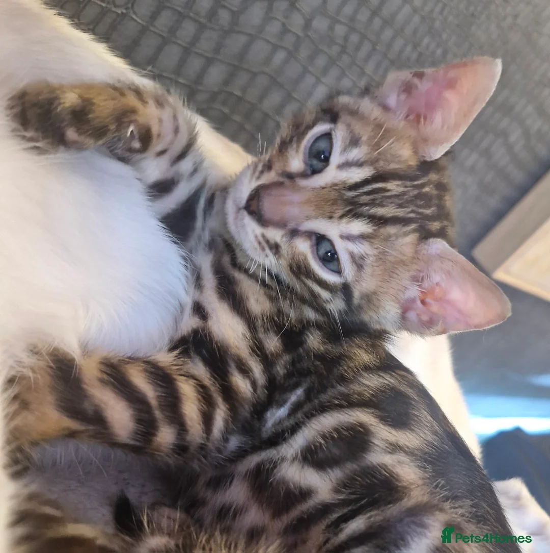 Bengal cats for sale: TICA Genetic Health Tested Kittens - Advert 40