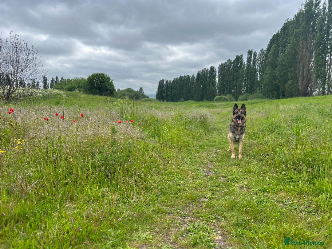 German Shepherd dogs for sale: Cody is looking for a loving home - Advert 6