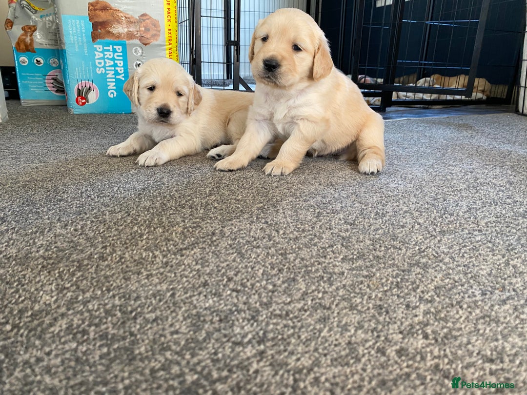 Golden Retriever dogs for sale: Golden Retriever Puppies (3 x Females Available) - Image 5