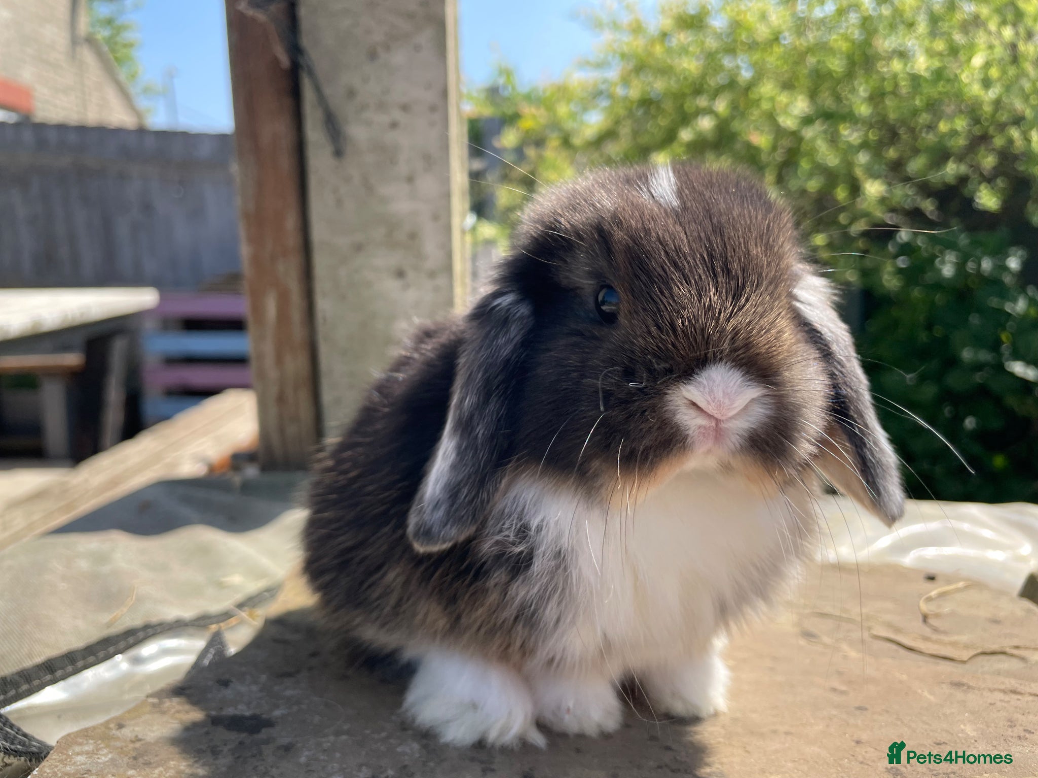 Mini Lop rabbits Mini lops ready to reserve  - Advert 9
