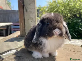 Mini Lop rabbits Mini lops ready to reserve - Advert 9
