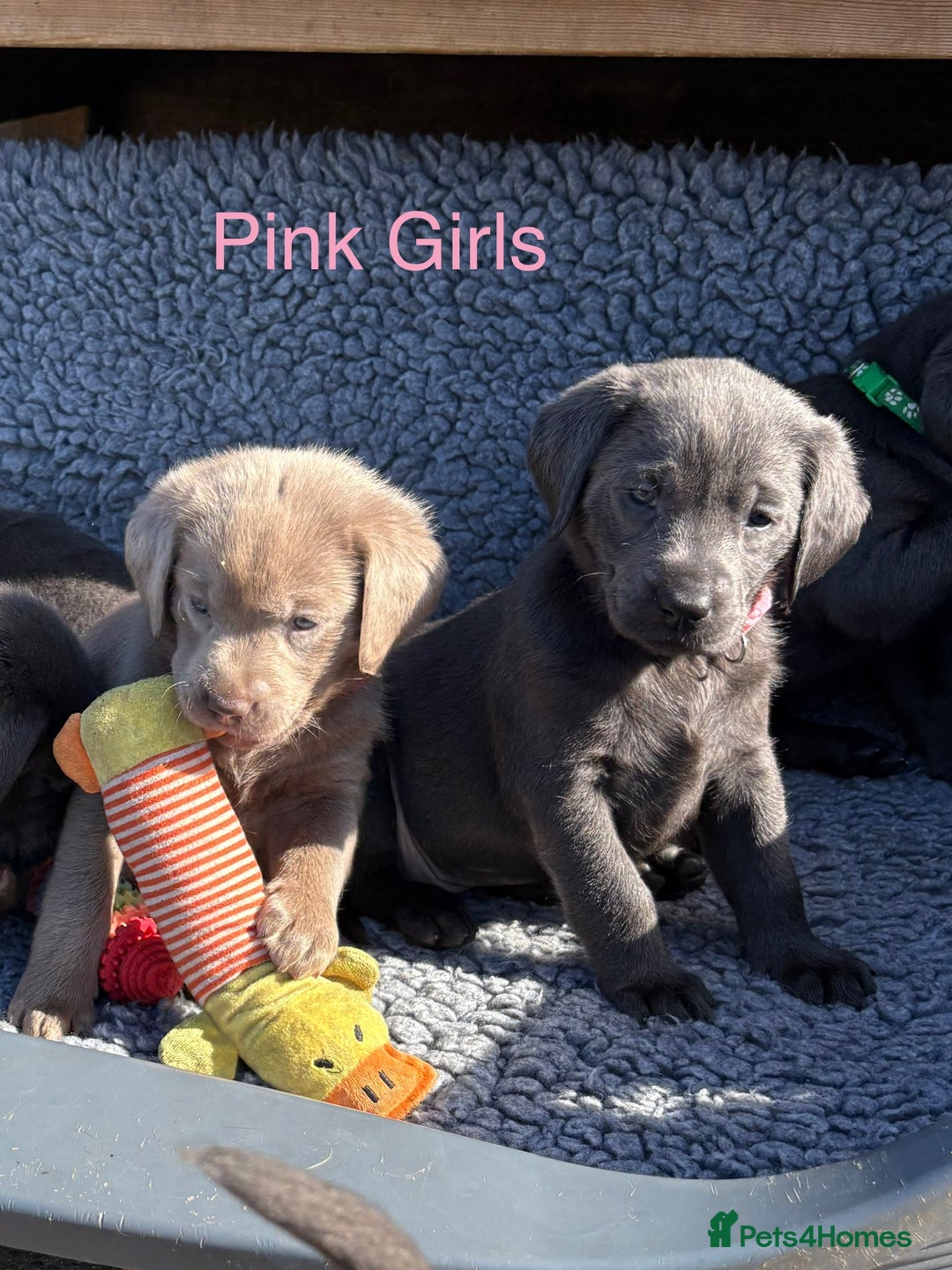 Labrador Retriever dogs for sale: Gorgeous KC Silver & Charcoal Labs - Image 8