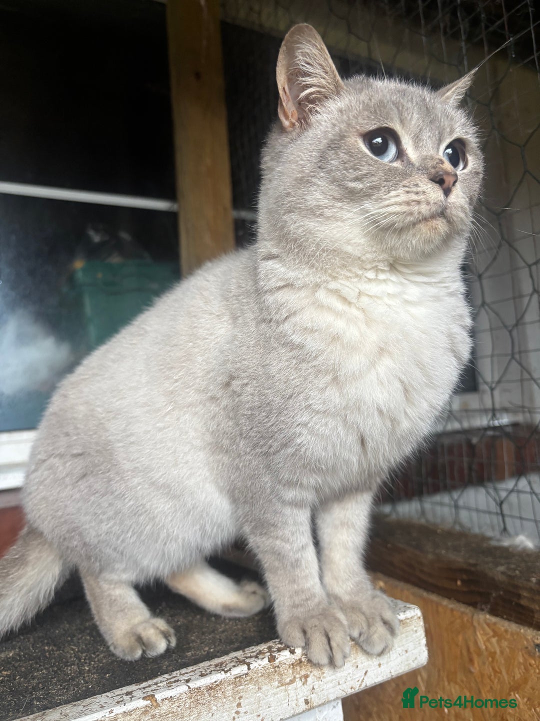 British Shorthair cats for sale: Liliana 🩷 GCCF Active  - Advert 5