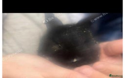 Lionhead rabbits for sale: Baby bunnies  - Image 6
