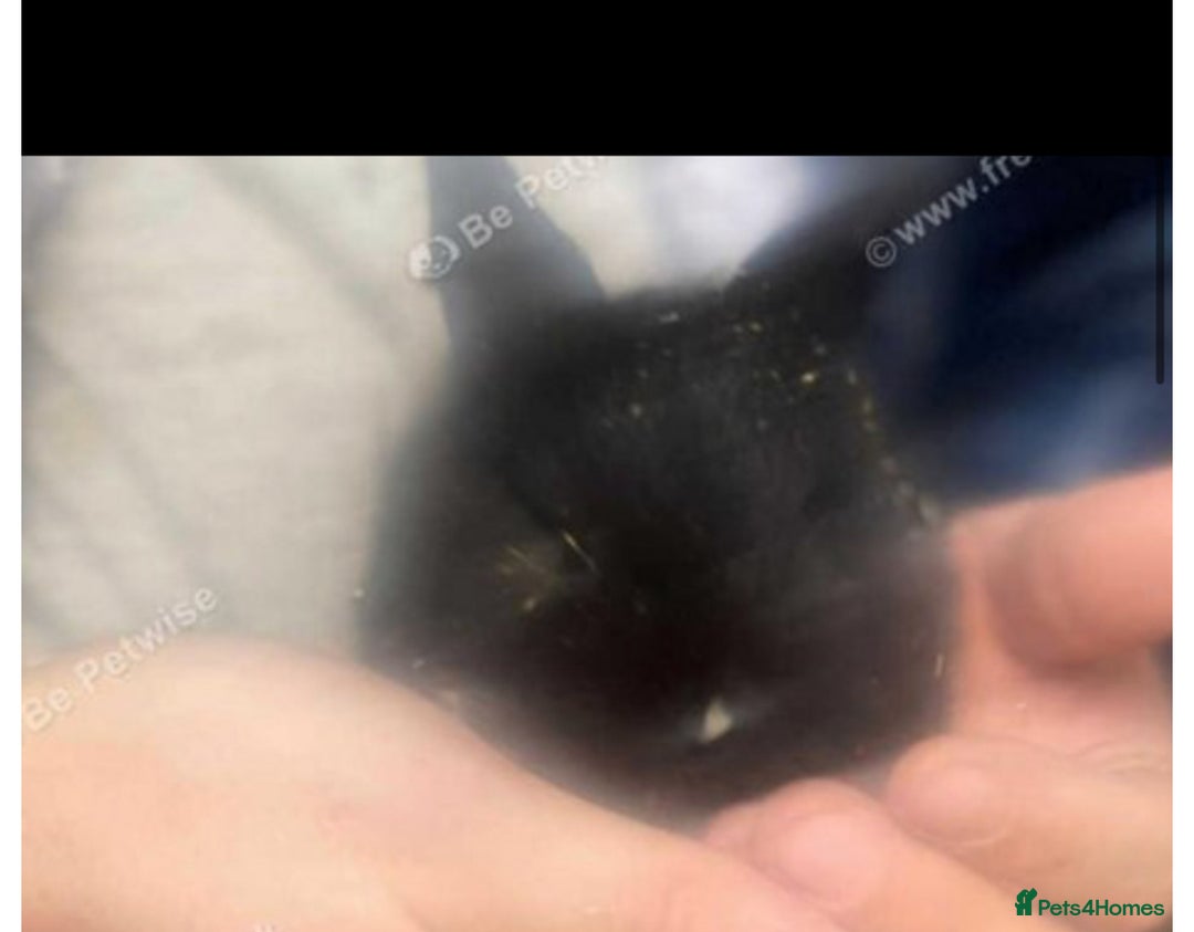 Lionhead rabbits for sale: Baby bunnies  - Image 6