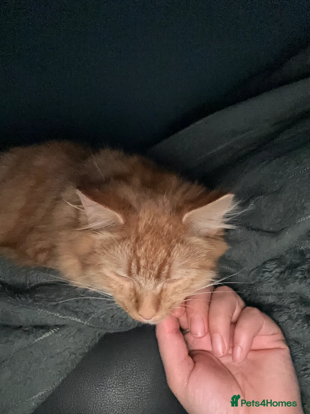 Mixed Breed cats for sale: 7 month old tom cat - Advert 1