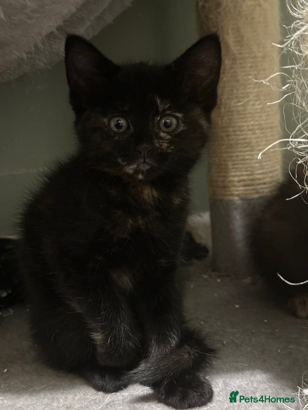 Domestic Shorthair cats for sale: Cute kittens in Dagenham - Image 24