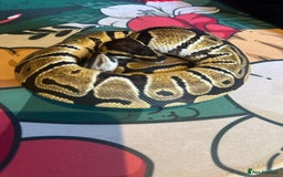 Python Snake reptiles for sale: Selection of Royals for sale - Image 7