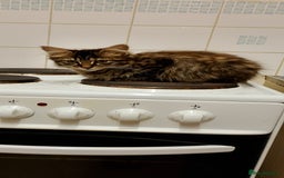 British Longhair cats for sale: Fully vaccinated kittens  - Image 1