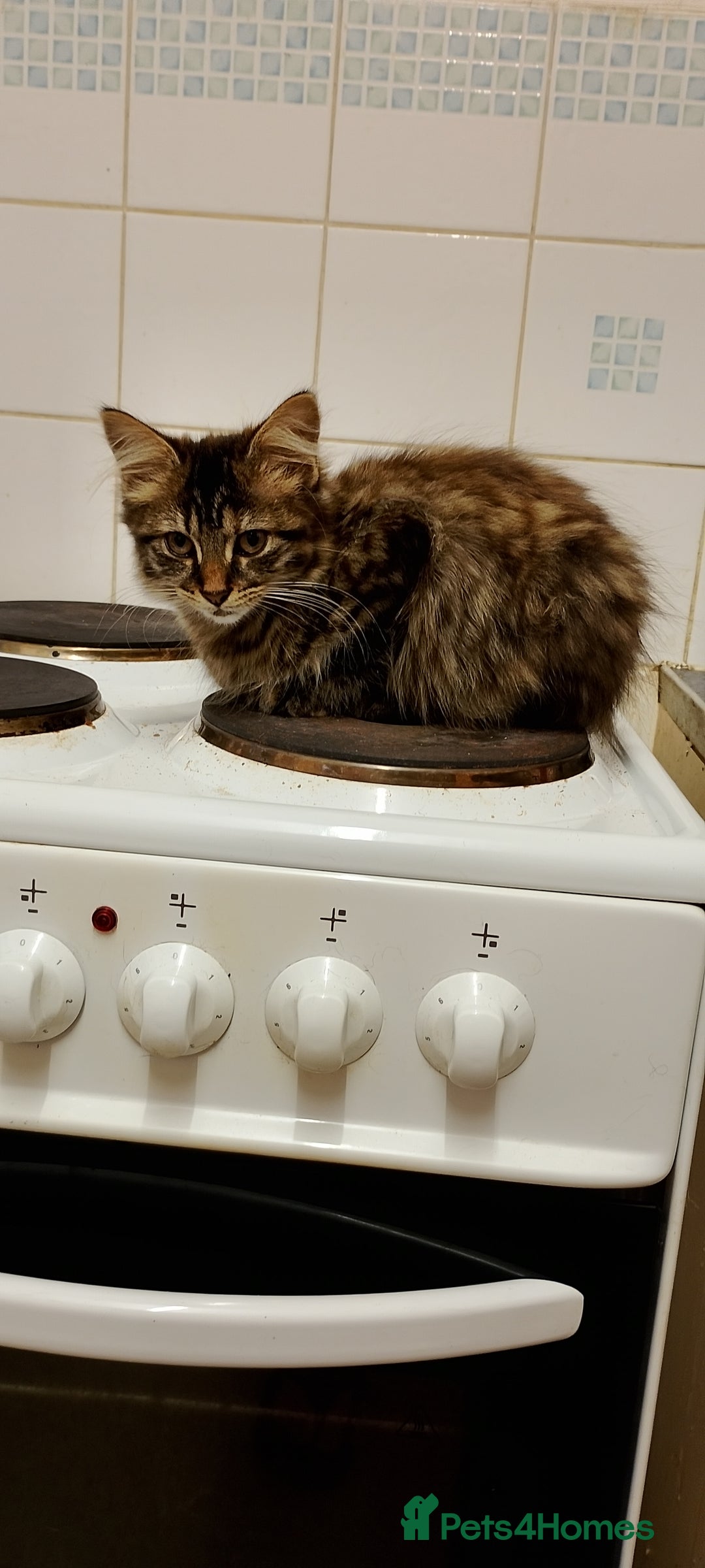 British Longhair cats for sale: Fully vaccinated kittens  - Image 1