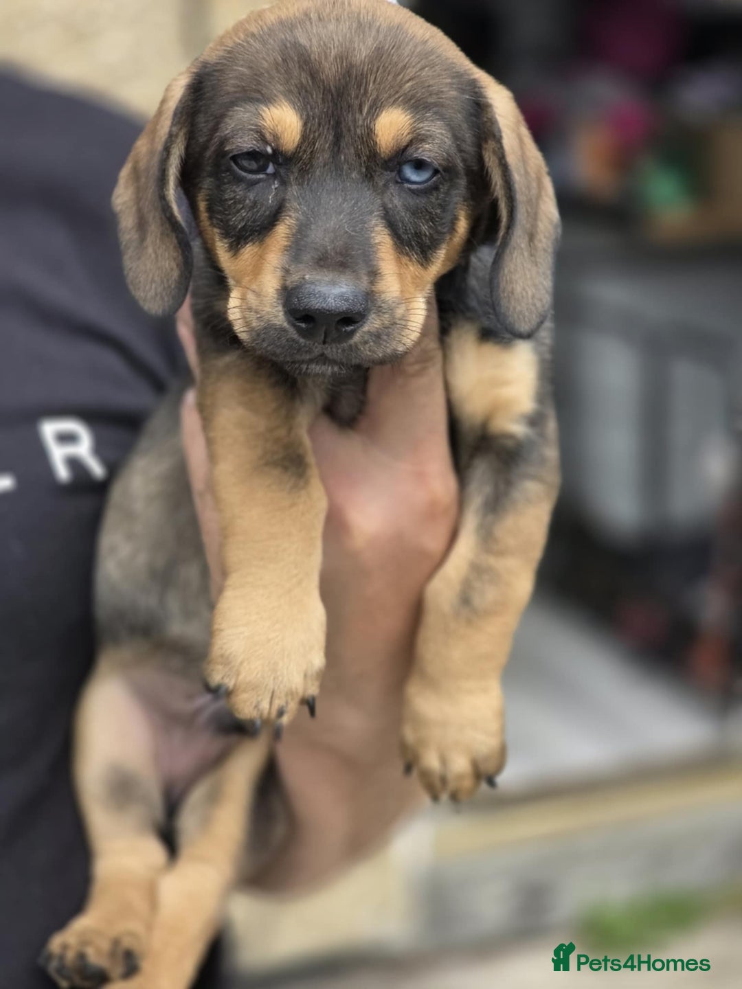 Mixed Breed dogs for sale: Husky x dashound  - Image 2