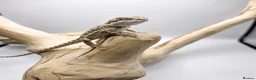 Bearded Dragon reptiles for sale: Bearded Dragon Hatchlings – Black Country Dragons - Advert 4