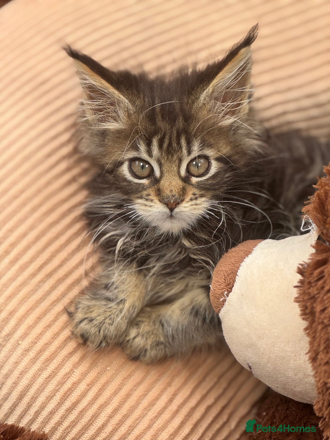 Maine Coon cats for sale: Gorgeous Black Tabby Mainecoon Kitten  - Image 4