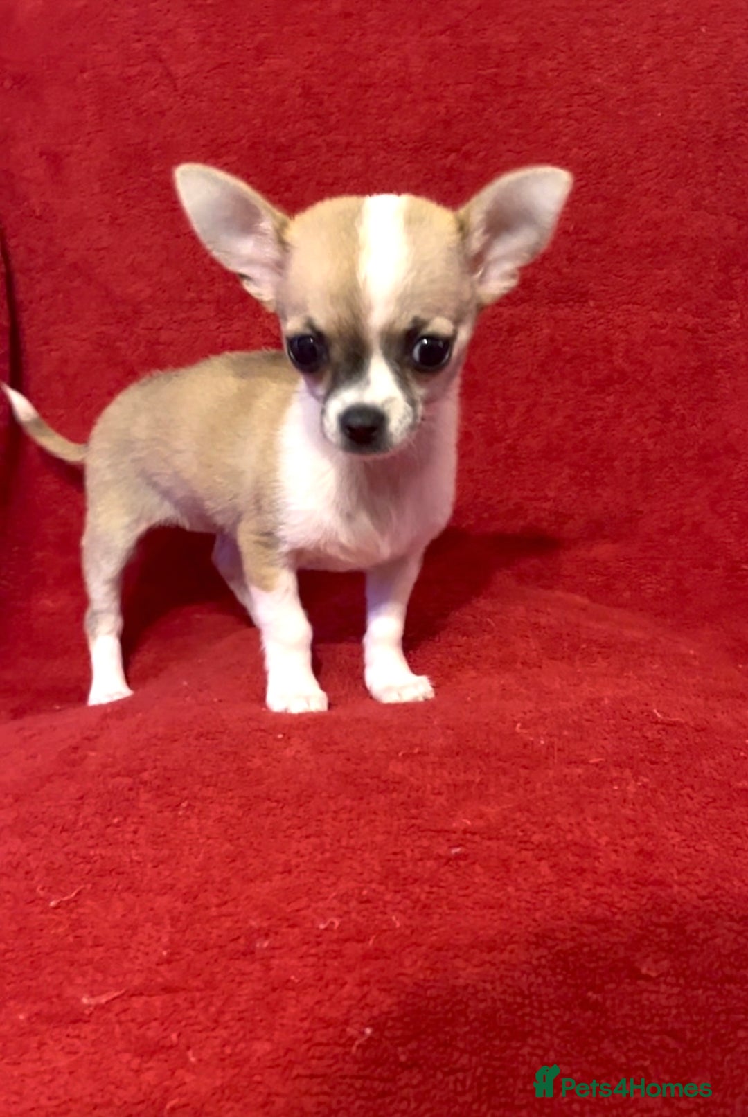 Chihuahua dogs for sale: Chihuahua Puppy - Advert 4